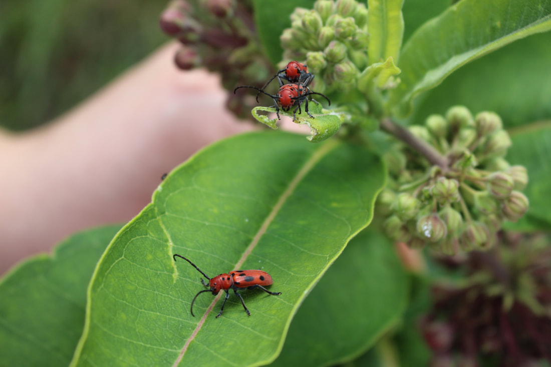 Red milkweed beetle copulation and one RMB alone on a leaf